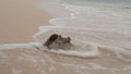An old pitted conch shell is washed up on the beach with small waves curling around it Royalty Free Stock Photo