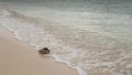 An old pitted conch shell is washed up on the white sand beach of a Caribbean shore. Royalty Free Stock Photo