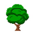 Old pixelated maple with dense crown Royalty Free Stock Photo