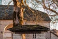 An old plane tree in church in village Papigko Royalty Free Stock Photo