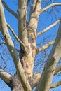 Old plane tree, Platanaceae, with distinctive bark Royalty Free Stock Photo