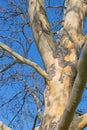 Old plane tree, Platanaceae, with distinctive bark Royalty Free Stock Photo