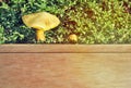 Old plank on grass, small white grass, boletus mushroom on wooden floor, autumn mushrooms on wooden floor, table top, rustic wood Royalty Free Stock Photo