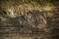 Old plank wood bridge board with grass texture background. Retro Vintage photo with use of colour filters Royalty Free Stock Photo