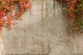 Old plastered retaining wall with hanging autumn climbing plants, background Royalty Free Stock Photo