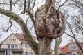 Old Platanus acerifolia in Torun Royalty Free Stock Photo