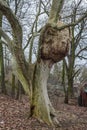 Old Platanus acerifolia in Torun Royalty Free Stock Photo