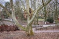 Old Platanus acerifolia in Torun Royalty Free Stock Photo