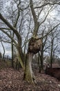 Old Platanus acerifolia in Torun, Poland Royalty Free Stock Photo