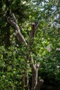 An old plum tree with felled branches Royalty Free Stock Photo