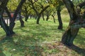 The old plum trunks in the garden of Nagoya castle. Nagoya. Japan Royalty Free Stock Photo