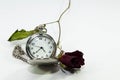 Old pocket watch, dead red rose Royalty Free Stock Photo