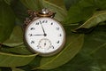 old pocket watch in leaf, creative natural design, old fashion vintage style Royalty Free Stock Photo