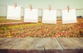 Old polaroid photo frames hanging on a rope with vintage wooden board table in front of summer flowers field bloom landscape Royalty Free Stock Photo