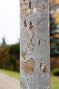 Old pole Royalty Free Stock Photo