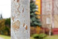 Old pole Royalty Free Stock Photo