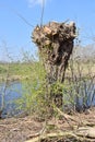 Old Pollard Willow along cut off river arm