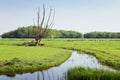 Old pollard-willows in Dutch country landcape Royalty Free Stock Photo