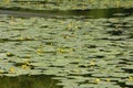 An old pond is copsy lilies Royalty Free Stock Photo
