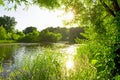 Old pond in the forest Royalty Free Stock Photo