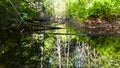 Old pond in the forest Royalty Free Stock Photo