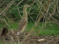 Old pond heron searching for food