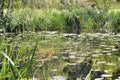 An old pond or lake with waterlilies floating on top. Royalty Free Stock Photo