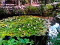 Old pond in the resort south park is completely covered with leaves and flowers of water lilies Royalty Free Stock Photo