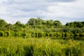 Old pond turned into swamps. Royalty Free Stock Photo