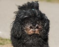 Dog oldness. Old poodle dog close up on nature