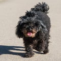 Dog oldness. Old poodle dog close up on nature