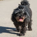 Dog oldness. Old poodle dog close up on nature