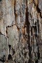 Old Poplar Tree Bark or Rhytidome Texture Detail Royalty Free Stock Photo