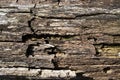 Old Tree Bark or Rhytidome Texture Detail Royalty Free Stock Photo