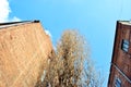 Old poplar tree without leaves, red brick buildings walls with windows on winter bright blue sky background, view from ground