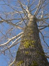 Old poplar tree trunk