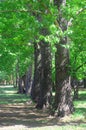 Old poplars