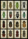 Old postage stamps with beetles