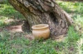 Old pot near tree, archaeological park of Shiloh, Israel