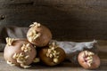 Old potato bulbs with young sprouts ready for planting Royalty Free Stock Photo