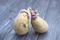 Old potato bulbs. Royalty Free Stock Photo