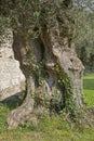 Old powerful tree trunk of an olive tree