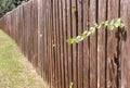 Old Privacy Fence