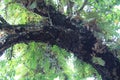 an old protected tree in the pangandaran white sand nature reserve ndonesia Royalty Free Stock Photo