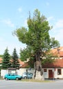 Old protected tree in Zlata koruna