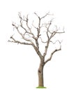 Old pruned tree Royalty Free Stock Photo