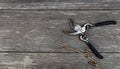 Old pruning shears and branch isolated on wood table background wiht copy space for your text or image