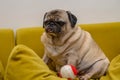 old pug sits on a yellow pillow with a ball Royalty Free Stock Photo