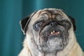old pug sitting on the sofa on a green background 9 Royalty Free Stock Photo