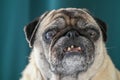 old pug sitting on the sofa on a green background 8 Royalty Free Stock Photo